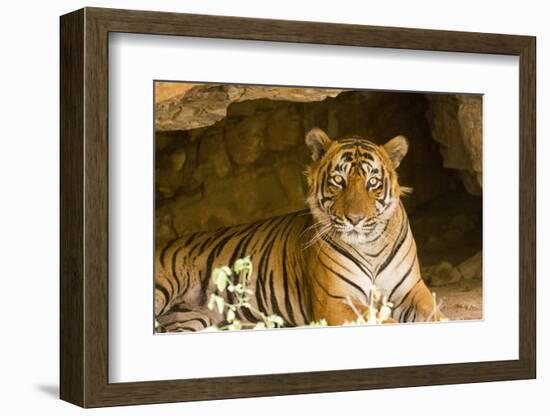 India, Rajasthan, Ranthambore. Royal Bengal Tiger known as Ustad (T24) Resting in a Cool Cave.-Katie Garrod-Framed Photographic Print