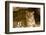 India, Rajasthan, Ranthambore. Royal Bengal Tiger known as Ustad (T24) Resting in a Cool Cave.-Katie Garrod-Framed Photographic Print