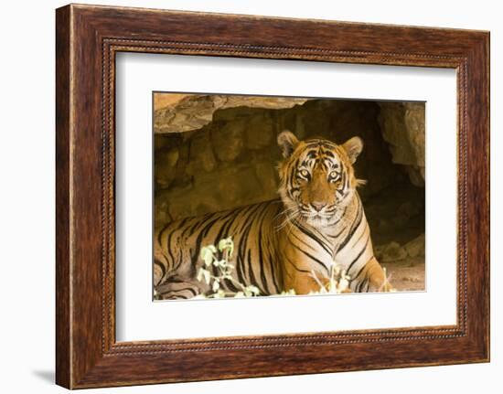 India, Rajasthan, Ranthambore. Royal Bengal Tiger known as Ustad (T24) Resting in a Cool Cave.-Katie Garrod-Framed Photographic Print