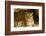 India, Rajasthan, Ranthambore. Royal Bengal Tiger known as Ustad (T24) Resting in a Cool Cave.-Katie Garrod-Framed Photographic Print