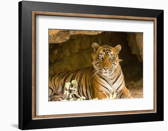 India, Rajasthan, Ranthambore. Royal Bengal Tiger known as Ustad (T24) Resting in a Cool Cave.-Katie Garrod-Framed Photographic Print