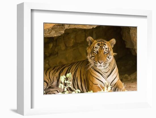 India, Rajasthan, Ranthambore. Royal Bengal Tiger known as Ustad (T24) Resting in a Cool Cave.-Katie Garrod-Framed Photographic Print