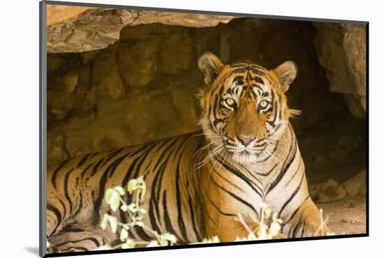 India, Rajasthan, Ranthambore. Royal Bengal Tiger known as Ustad (T24) Resting in a Cool Cave.-Katie Garrod-Mounted Photographic Print