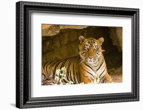 India, Rajasthan, Ranthambore. Royal Bengal Tiger known as Ustad (T24) Resting in a Cool Cave.-Katie Garrod-Framed Photographic Print