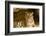 India, Rajasthan, Ranthambore. Royal Bengal Tiger known as Ustad (T24) Resting in a Cool Cave.-Katie Garrod-Framed Photographic Print