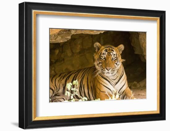 India, Rajasthan, Ranthambore. Royal Bengal Tiger known as Ustad (T24) Resting in a Cool Cave.-Katie Garrod-Framed Photographic Print