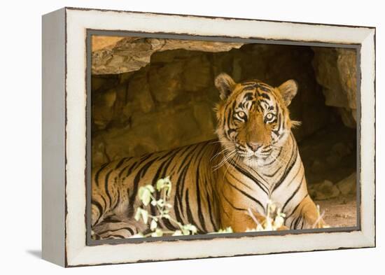 India, Rajasthan, Ranthambore. Royal Bengal Tiger known as Ustad (T24) Resting in a Cool Cave.-Katie Garrod-Framed Premier Image Canvas