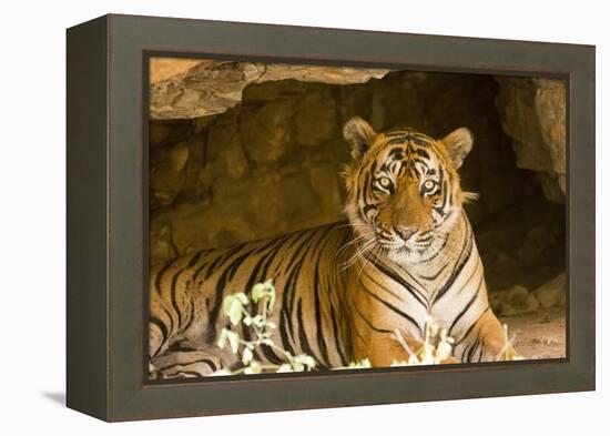 India, Rajasthan, Ranthambore. Royal Bengal Tiger known as Ustad (T24) Resting in a Cool Cave.-Katie Garrod-Framed Premier Image Canvas