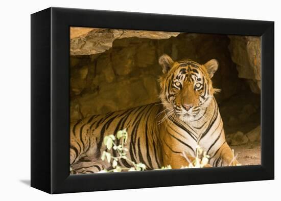 India, Rajasthan, Ranthambore. Royal Bengal Tiger known as Ustad (T24) Resting in a Cool Cave.-Katie Garrod-Framed Premier Image Canvas