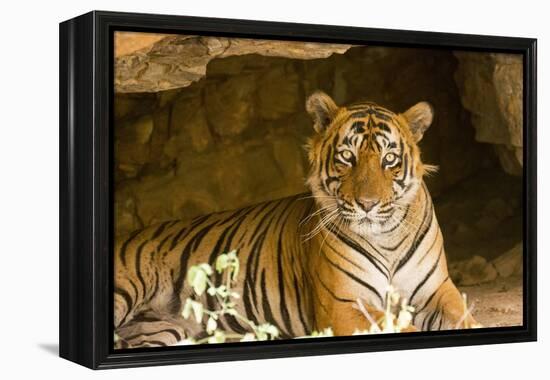 India, Rajasthan, Ranthambore. Royal Bengal Tiger known as Ustad (T24) Resting in a Cool Cave.-Katie Garrod-Framed Premier Image Canvas