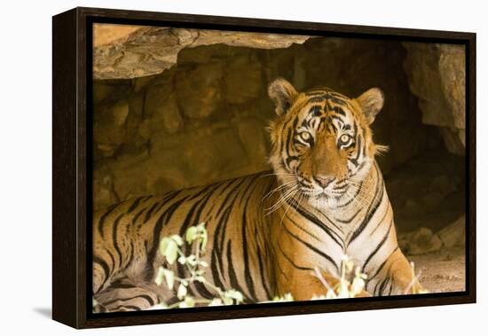 India, Rajasthan, Ranthambore. Royal Bengal Tiger known as Ustad (T24) Resting in a Cool Cave.-Katie Garrod-Framed Premier Image Canvas