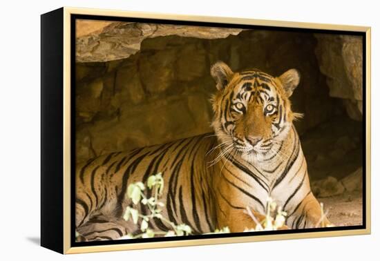 India, Rajasthan, Ranthambore. Royal Bengal Tiger known as Ustad (T24) Resting in a Cool Cave.-Katie Garrod-Framed Premier Image Canvas