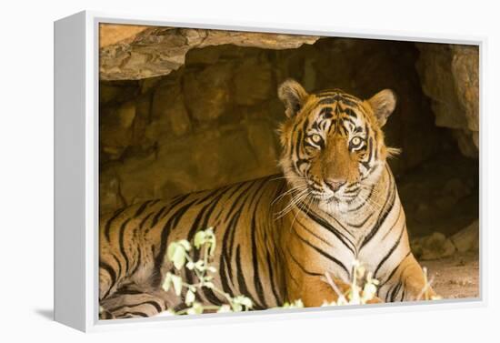 India, Rajasthan, Ranthambore. Royal Bengal Tiger known as Ustad (T24) Resting in a Cool Cave.-Katie Garrod-Framed Premier Image Canvas