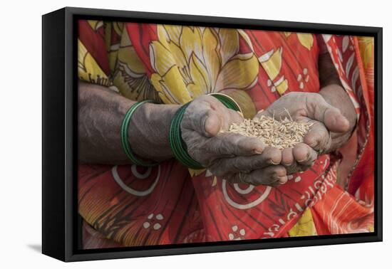 India, Uttar Pradesh, Mirzapur Woman Holding Grain-Ellen Clark-Framed Premier Image Canvas