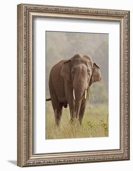 Indian Asian Elephant Feeding, Corbett National Park, India-Jagdeep Rajput-Framed Photographic Print