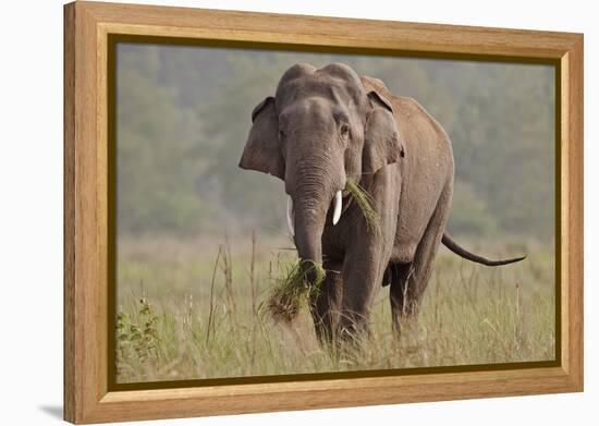 Indian Asian Elephant, Tusker, Feeding, Corbett National Park, India-Jagdeep Rajput-Framed Premier Image Canvas