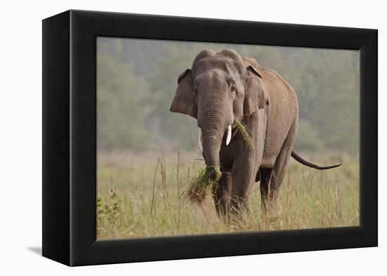 Indian Asian Elephant, Tusker, Feeding, Corbett National Park, India-Jagdeep Rajput-Framed Premier Image Canvas