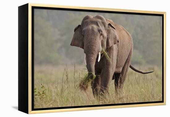 Indian Asian Elephant, Tusker, Feeding, Corbett National Park, India-Jagdeep Rajput-Framed Premier Image Canvas