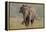 Indian Asian Elephant, Tusker, Feeding, Corbett National Park, India-Jagdeep Rajput-Framed Premier Image Canvas