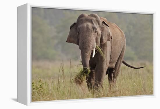 Indian Asian Elephant, Tusker, Feeding, Corbett National Park, India-Jagdeep Rajput-Framed Premier Image Canvas