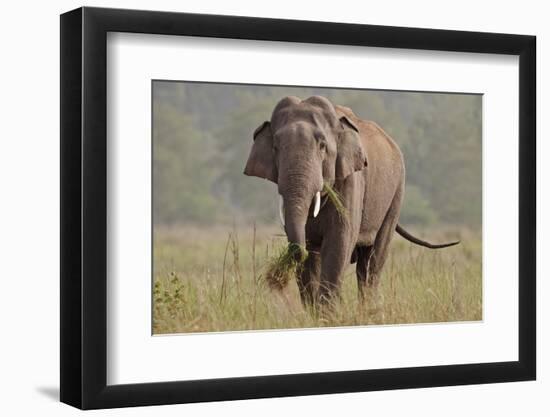 Indian Asian Elephant, Tusker, Feeding, Corbett National Park, India-Jagdeep Rajput-Framed Photographic Print