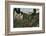 'Indian Basket Grass growing in Mount Rainier National Park', c1916-Asahel Curtis-Framed Photographic Print