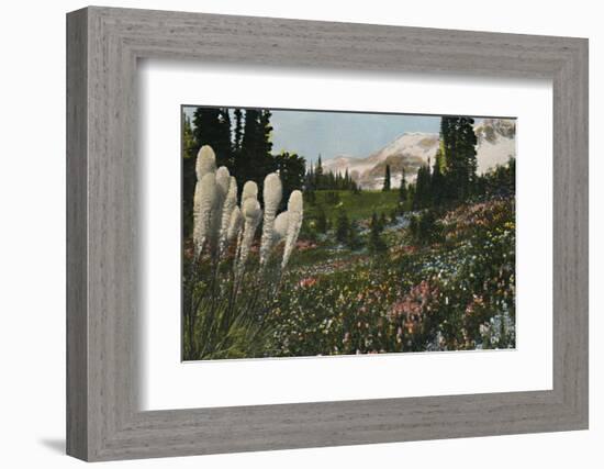 'Indian Basket Grass growing in Mount Rainier National Park', c1916-Asahel Curtis-Framed Photographic Print