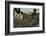 'Indian Basket Grass growing in Mount Rainier National Park', c1916-Asahel Curtis-Framed Photographic Print