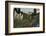 'Indian Basket Grass growing in Mount Rainier National Park', c1916-Asahel Curtis-Framed Photographic Print