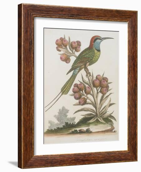 Indian Bee-eater-null-Framed Giclee Print