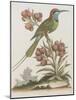 Indian Bee-eater-null-Mounted Giclee Print