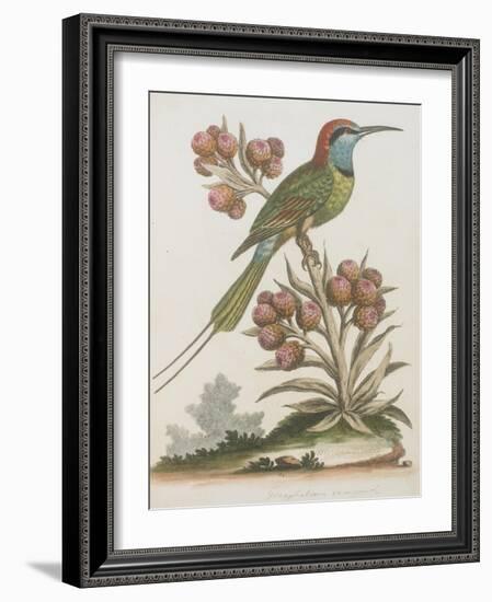 Indian Bee-eater-null-Framed Giclee Print