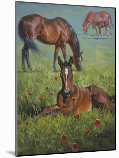 Indian Blanket-Jack Sorenson-Mounted Art Print