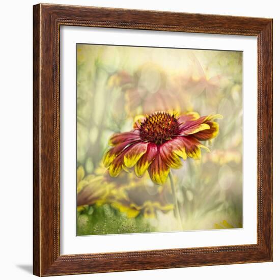 Indian Blanket-Barbara Simmons-Framed Photographic Print