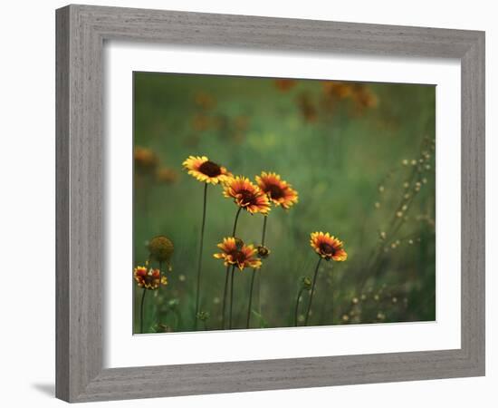 Indian Blankets-Ursula Abresch-Framed Photographic Print