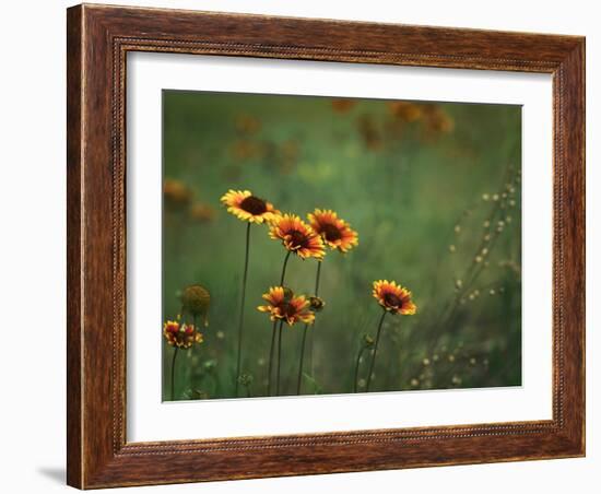 Indian Blankets-Ursula Abresch-Framed Photographic Print