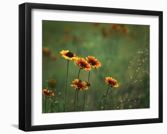 Indian Blankets-Ursula Abresch-Framed Photographic Print