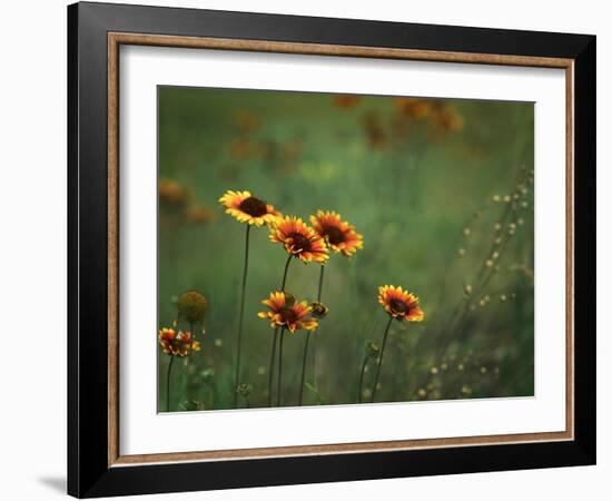 Indian Blankets-Ursula Abresch-Framed Photographic Print