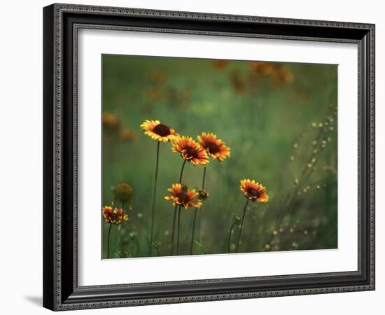 Indian Blankets-Ursula Abresch-Framed Photographic Print