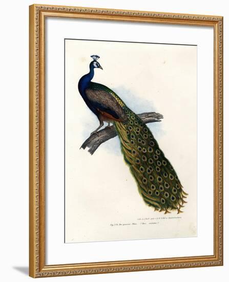 Indian Blue Peafowl, 1864-null-Framed Giclee Print