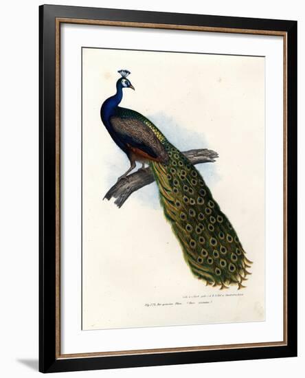 Indian Blue Peafowl, 1864-null-Framed Giclee Print