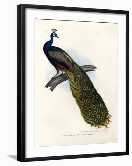Indian Blue Peafowl, 1864-null-Framed Giclee Print
