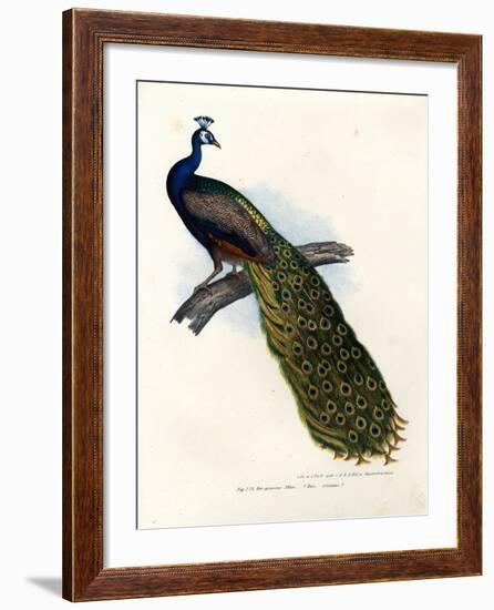 Indian Blue Peafowl, 1864-null-Framed Giclee Print