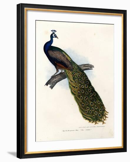 Indian Blue Peafowl, 1864-null-Framed Giclee Print