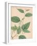 Indian Botanicals I-Nathaniel Wallich-Framed Art Print