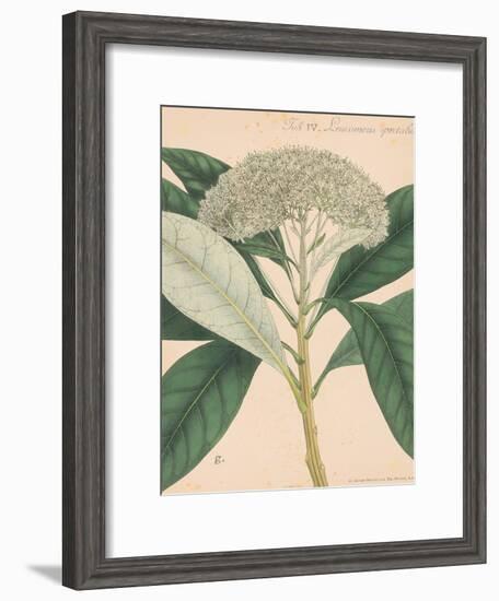 Indian Botanicals II-Nathaniel Wallich-Framed Art Print