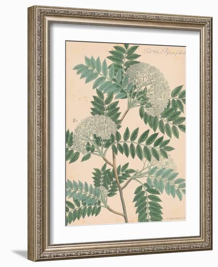 Indian Botanicals III-Nathaniel Wallich-Framed Art Print