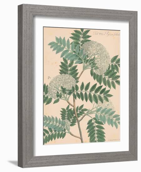 Indian Botanicals III-Nathaniel Wallich-Framed Art Print