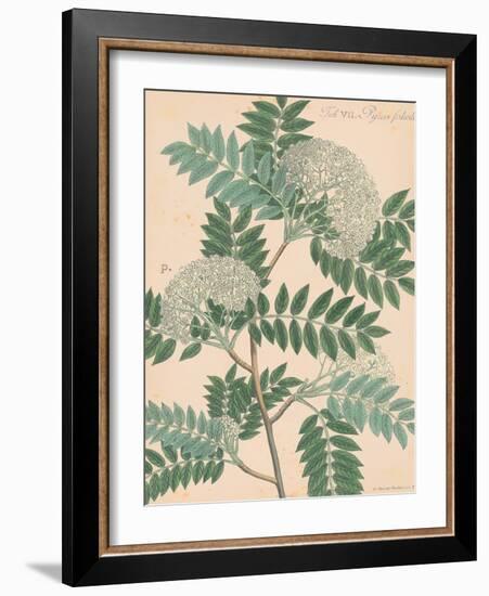 Indian Botanicals III-Nathaniel Wallich-Framed Art Print