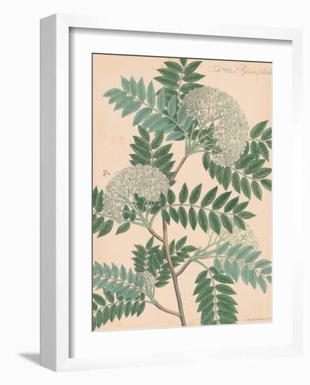 Indian Botanicals III-Nathaniel Wallich-Framed Art Print